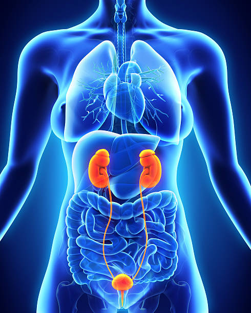 Human Female Kidney Anatomy. 3D render
